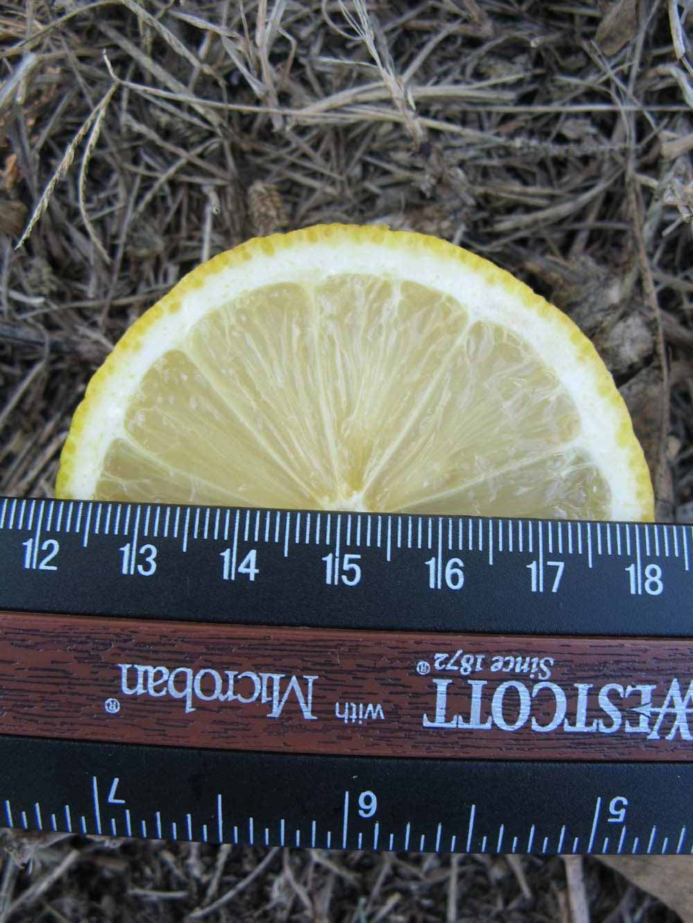              Fruit cross-section (Winter Haven, FL)       